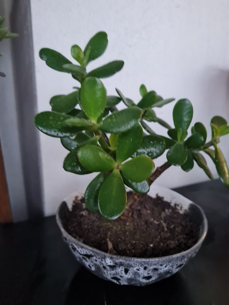 Suculenta bonsai