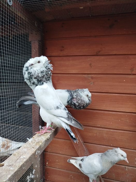 Garłacze górnośląskie koroniaste