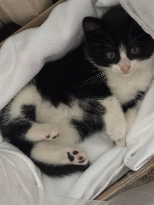 Кошенята котики 8 тижнів