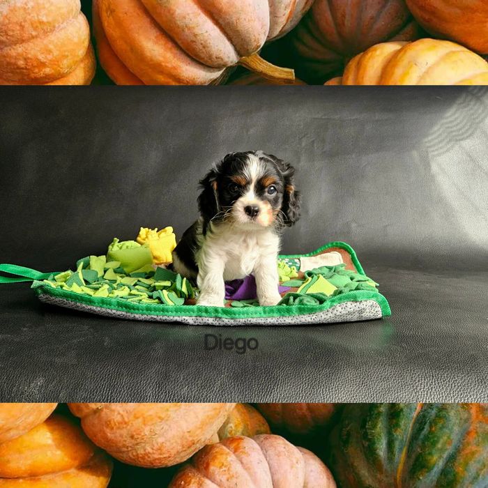 Cavalier King Charles Spaniel piesek