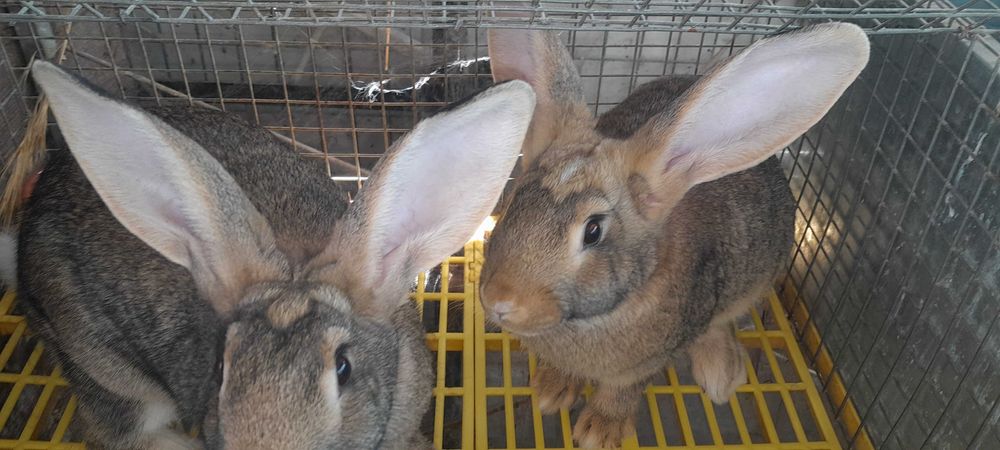 Coelhos varias racas