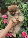 Szpic miniaturowy (Pomeranian) ZKwP
