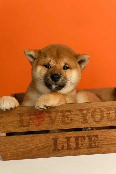 Shiba Inu disponível