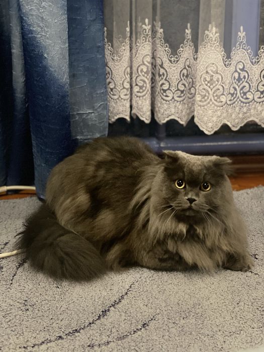 Котик в добрі руки