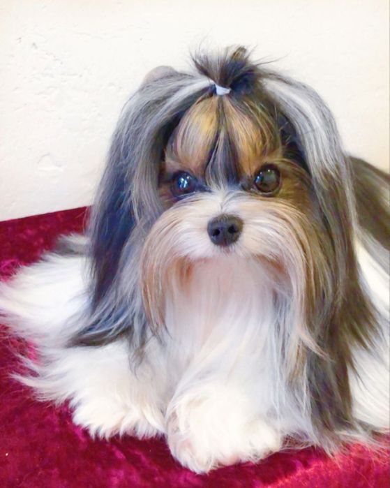 Бівер йорк 5 хлопчиків та 2 дівчинки