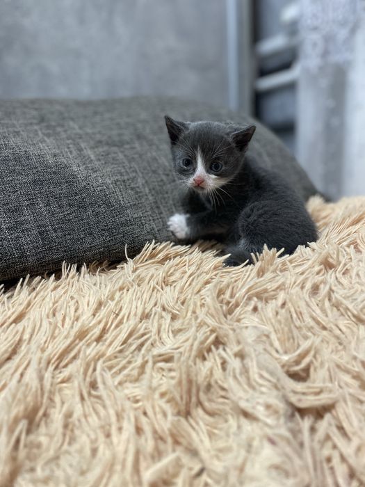 Віддамо кошенят у добрі руки