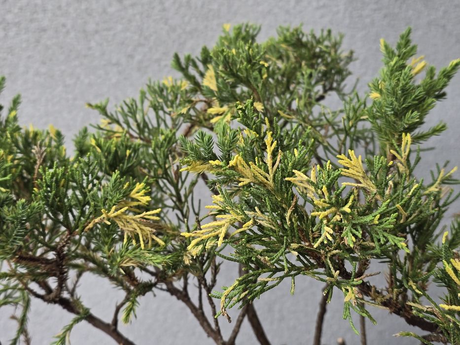 PRE BONSAI - jałowiec chiński