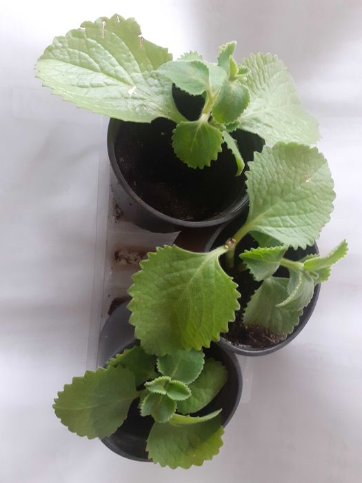 Mięta domowa 5 zl sztuka