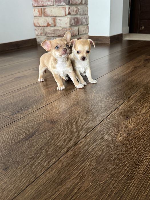 Chihuahua piesek