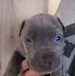 Suczka Blue Amstaff niebieska szczeniak super mądre połączenie Rodowód