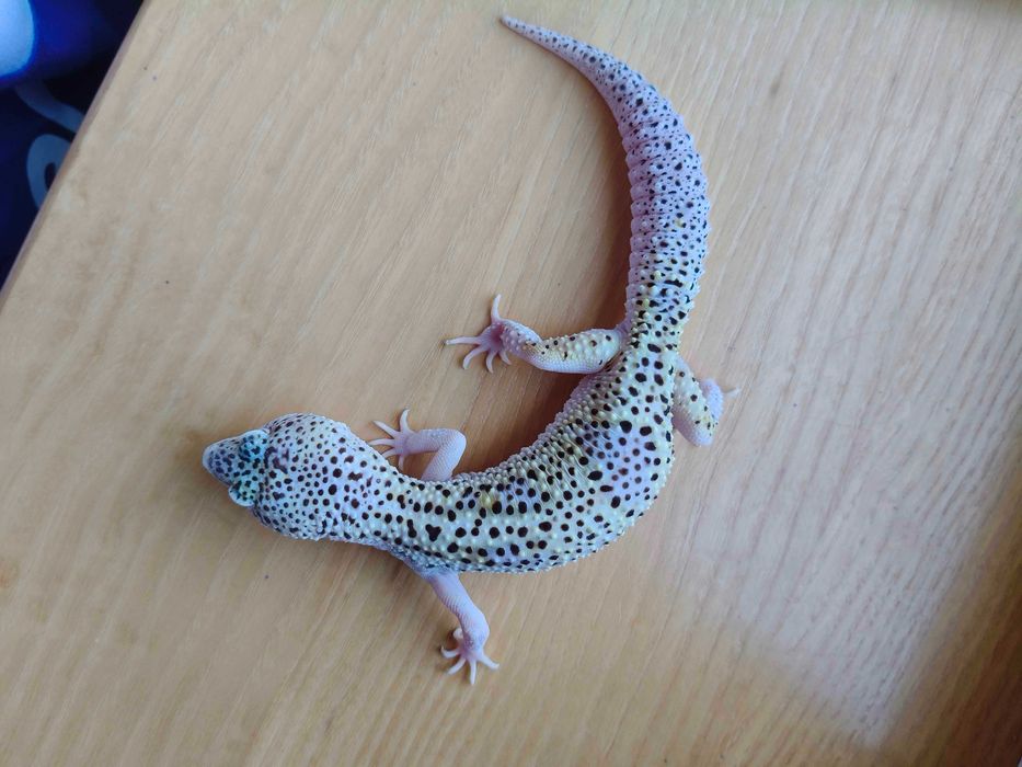 Gekony Lamparcie