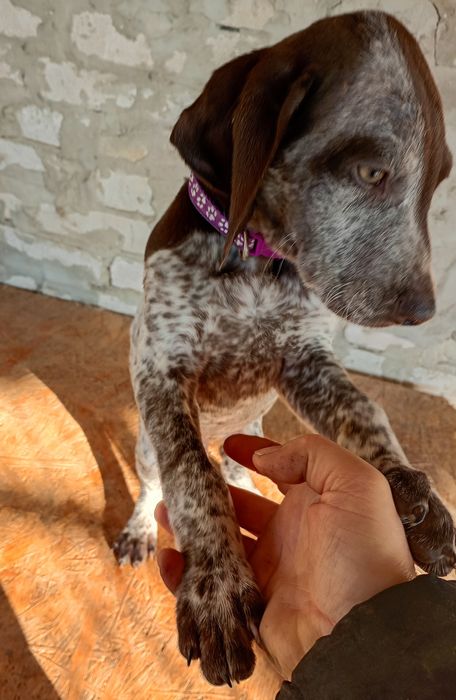 Piesek Wyżeł niemiecki krótkowłosy