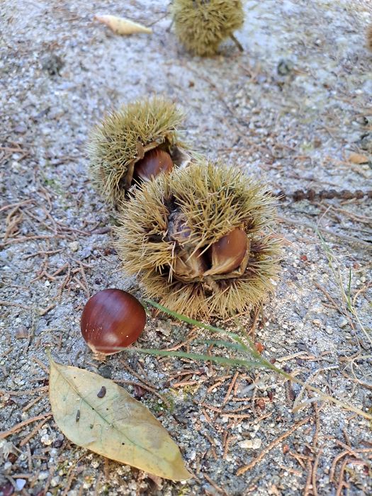 Castanhas da zona de Arouca