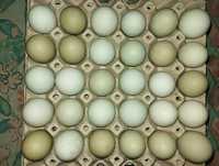 Jaja, jajka zielone lęgowe green shell WYSYŁKA.