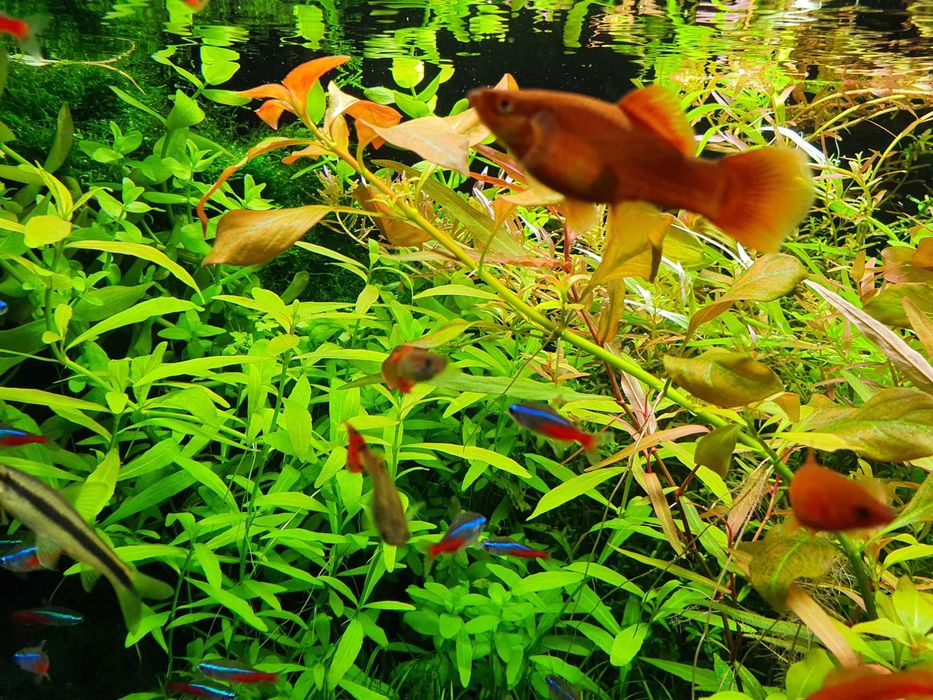 Ludwigia repens (3 plan/ POMARAŃCZOWA)