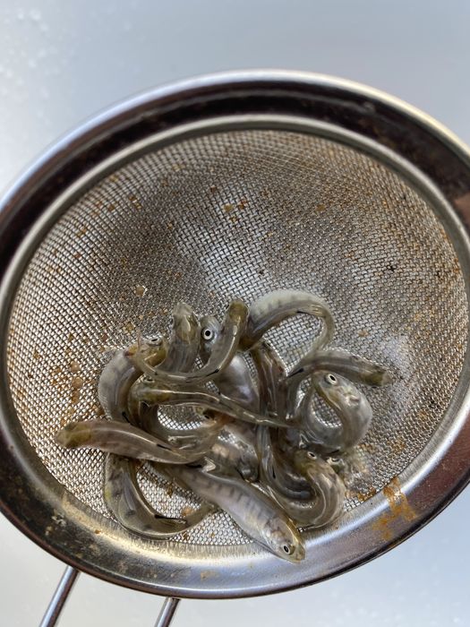 Мальок райдужної форелі зарибок форель