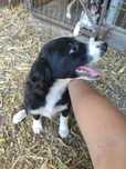 Border collie suczka