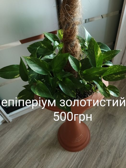 Комнатные цветы, монстера Драцена, Юка