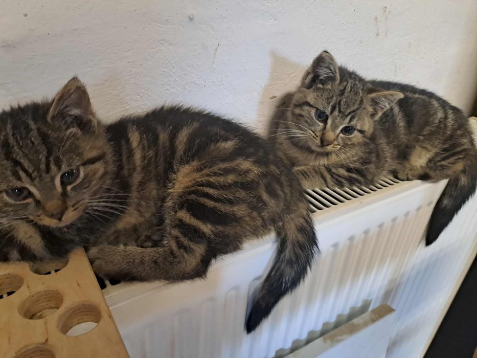 Oddam Dwa Małe Koty