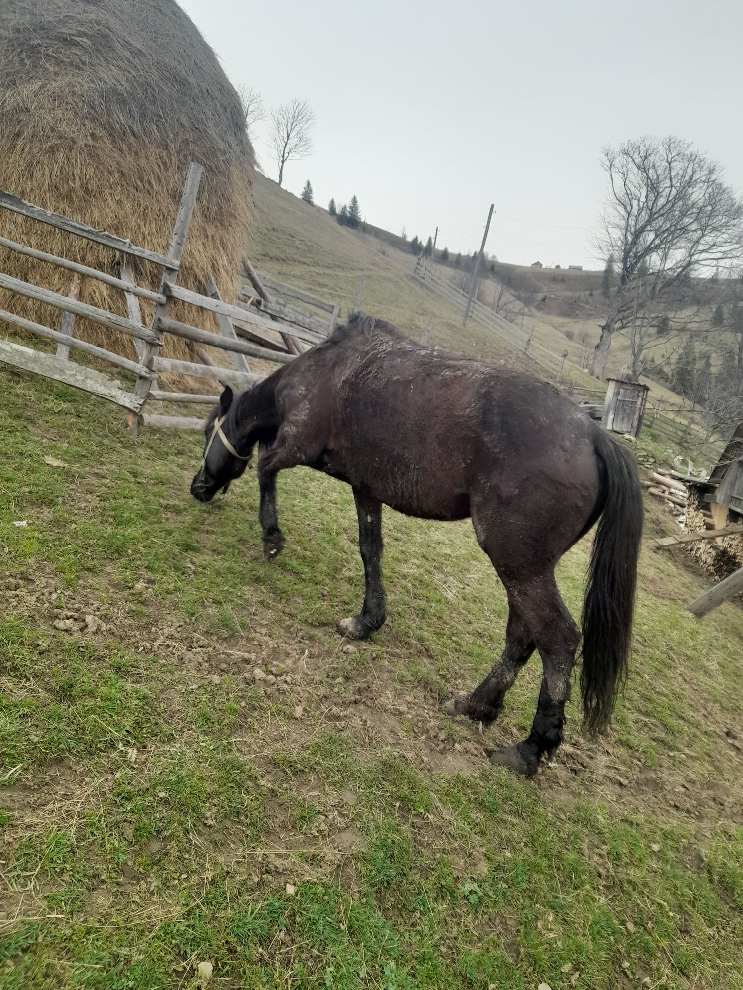 Продам коня 9 років і кобилу 8 років