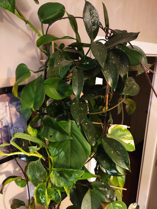 Roślina doniczkowa Hoja + Epipremnum 2w1