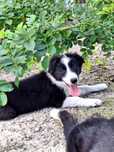 Border collie piesek