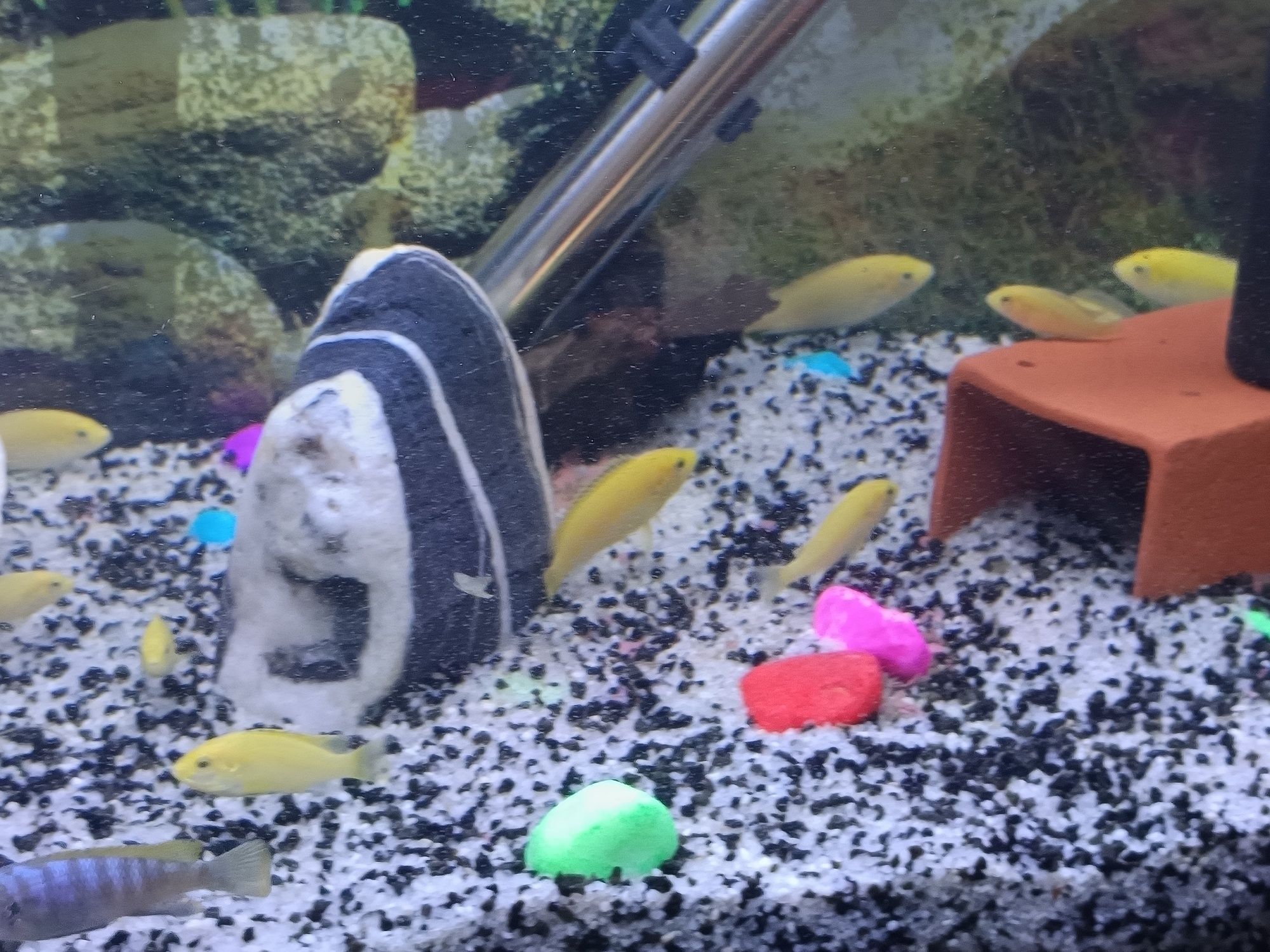 Labidochromis careuleus