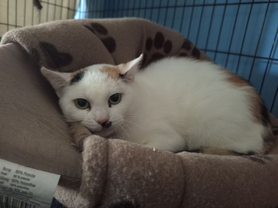 Jesień poleca się do adopcji