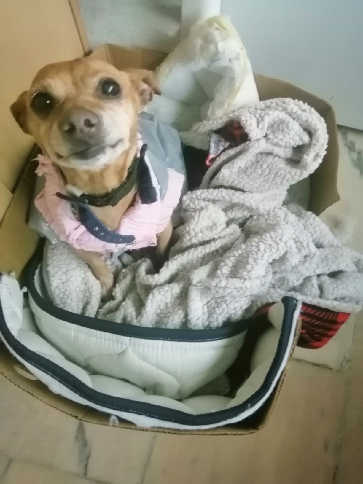 pinscher com cancro arraçada para adoção