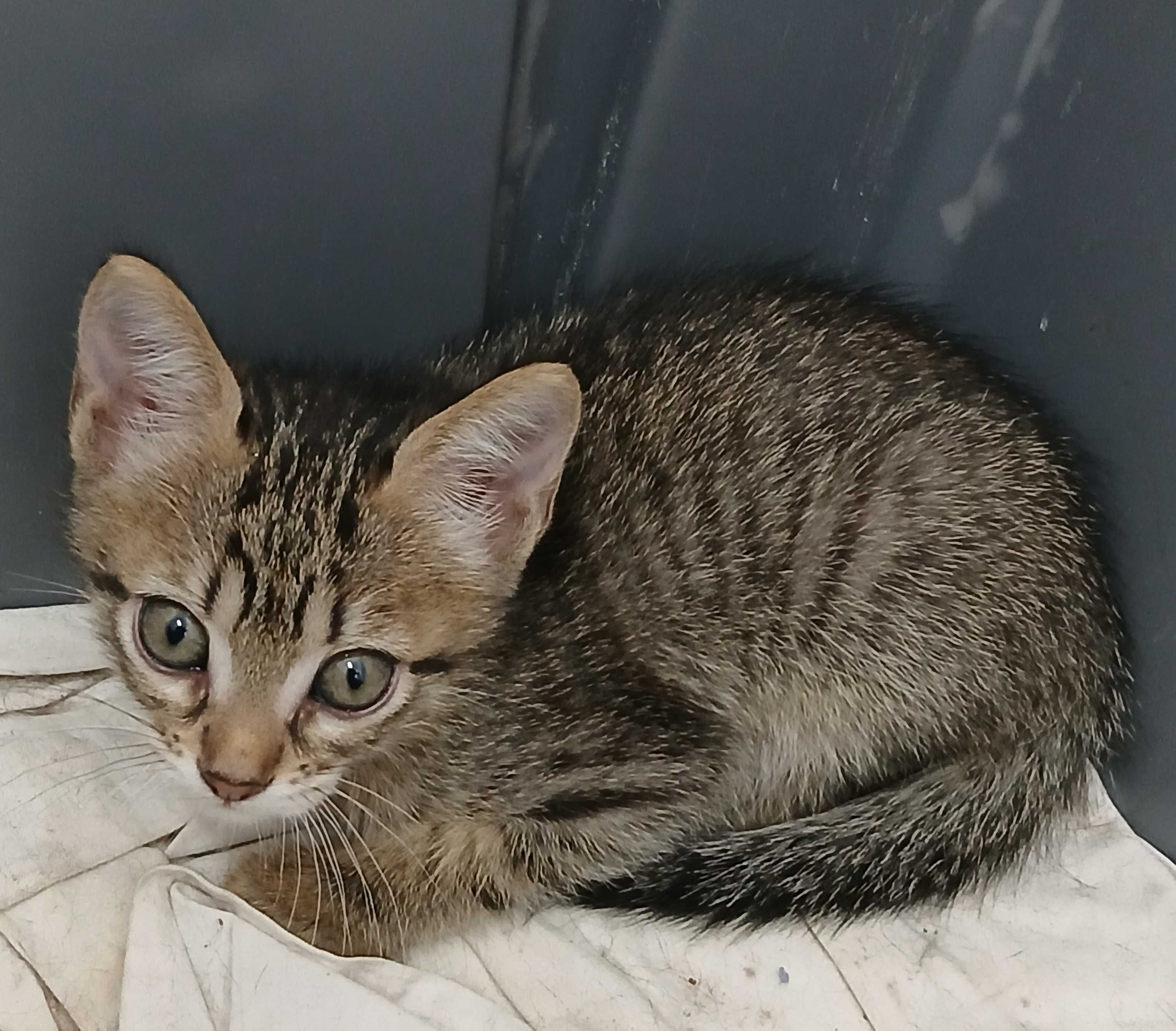 Filhotes de gatos para Adoçao