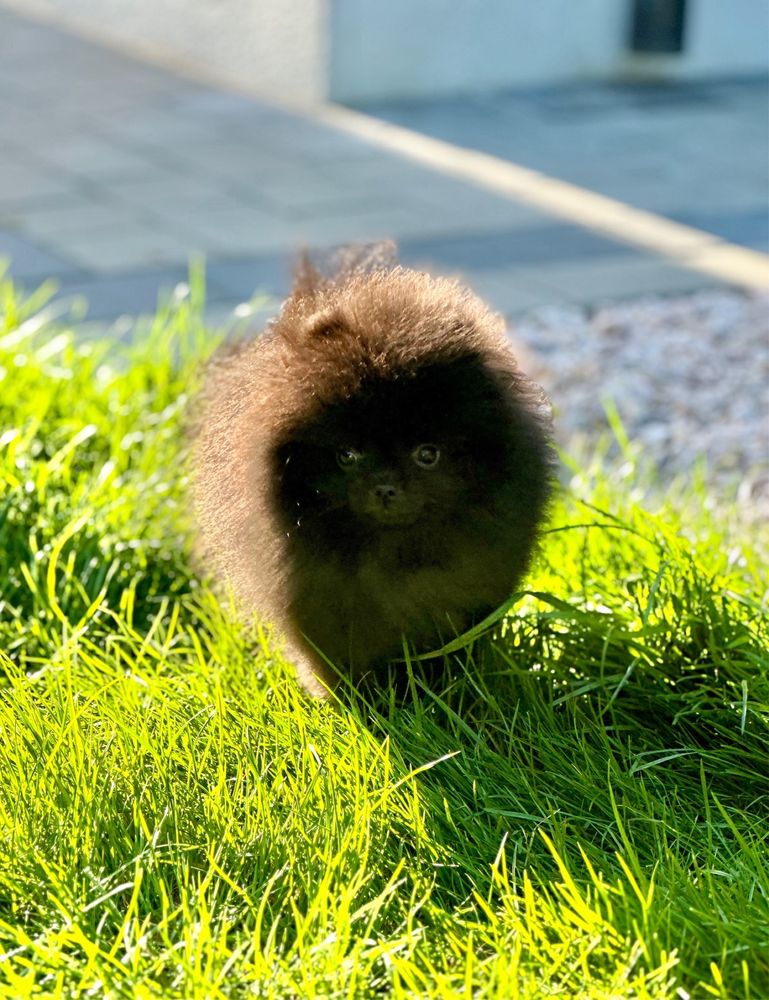 Szpic miniaturowy/Pomeranian