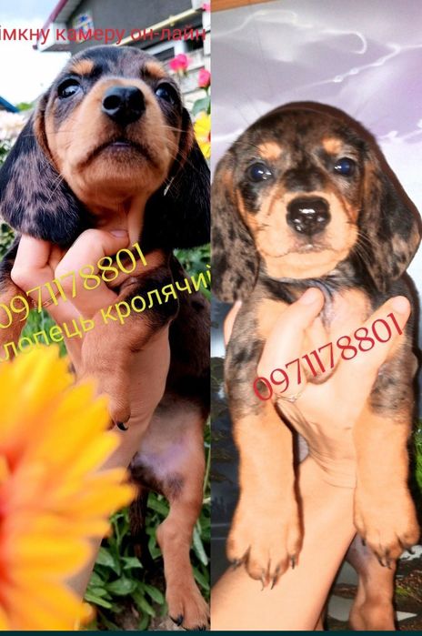 Мраморна дівчинка, та хлопчики мраморні