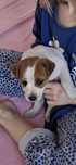 Jack Russell terier malutki piesek