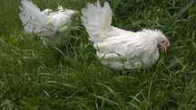 Ferma sprzeda kury Leghorn L3