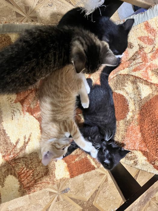 2 kocurki i jedna kotka szukaja domku za darmo