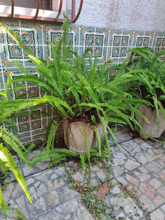 Conjunto de vasos de pedra com planta