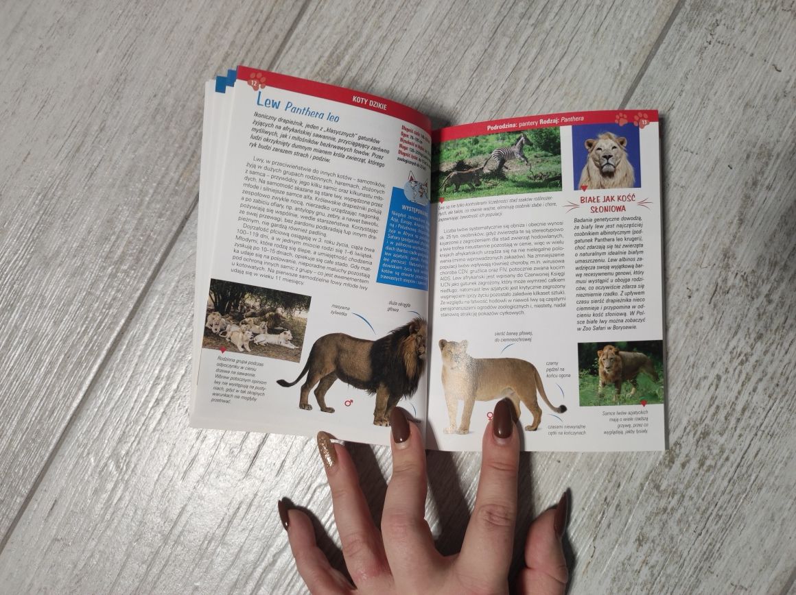Atlas kotów dzikich i domowych