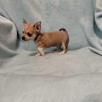 Chihuahua Szczenięta Śliczny Malutki Piesek