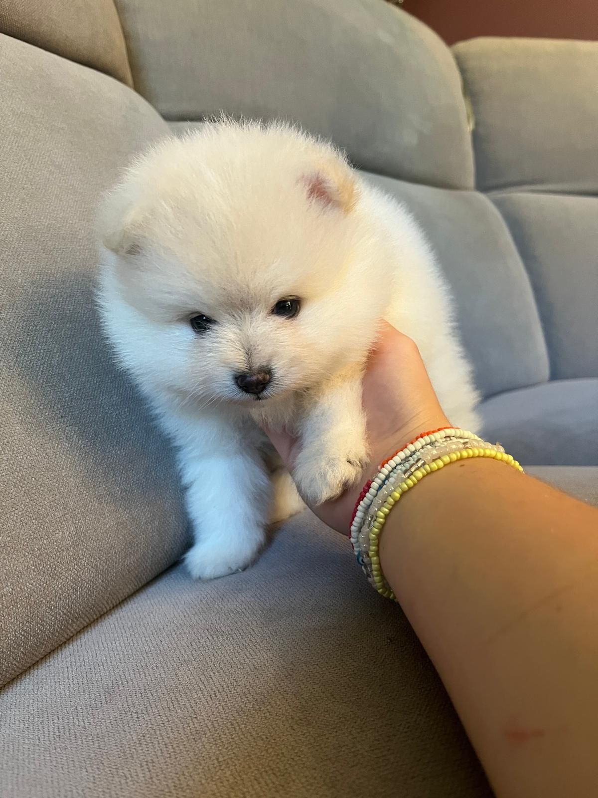 Szpic miniaturowy Pomeranian
