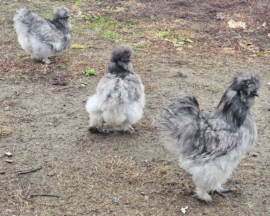 Jajka lęgowe SILKI jedwabistej USA/ 19szt.