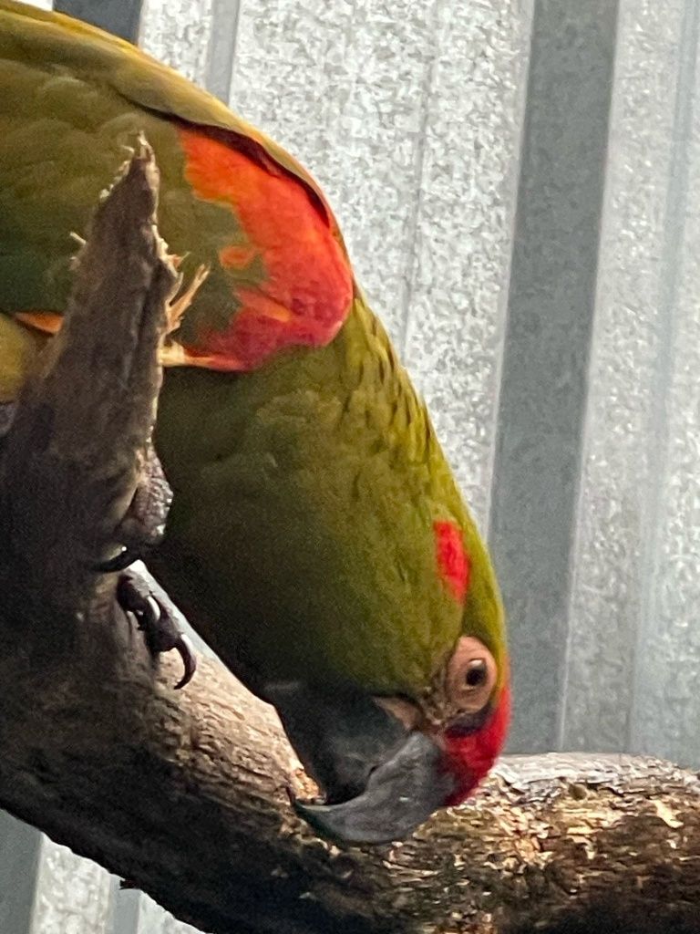 Arara rubrogenis macho