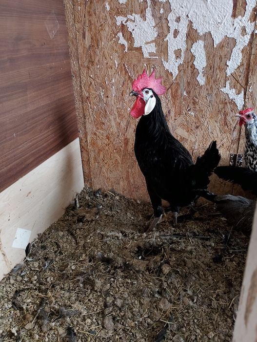 Kury ozdobne kurki i koguty