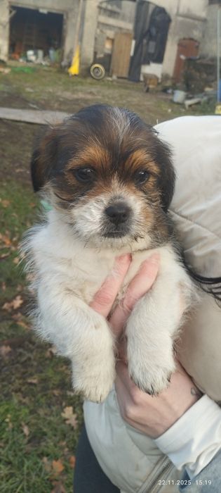 Oddam pieski będą małe