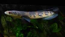 Channa Yellow Emperor