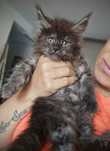 Mainecoon Coon Kocurek Felis Polonia