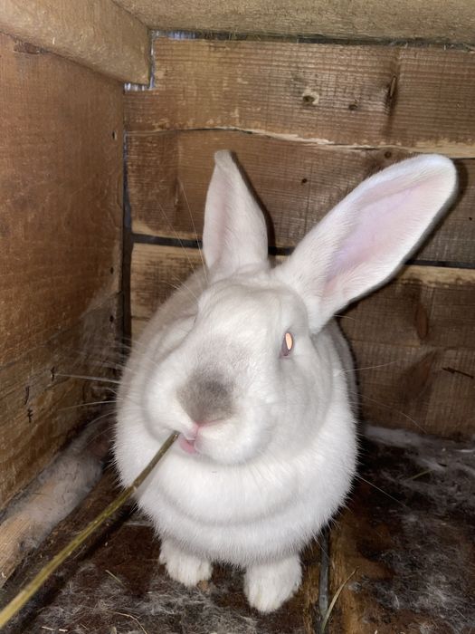 Кролики різні породи