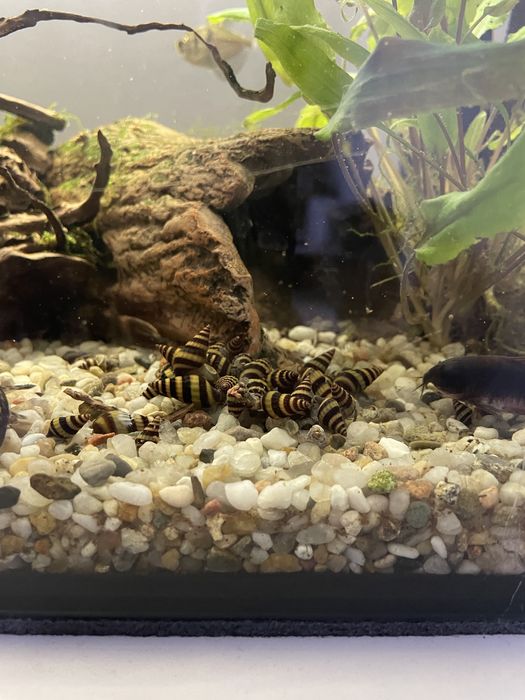 Heleny helenki ślimaki