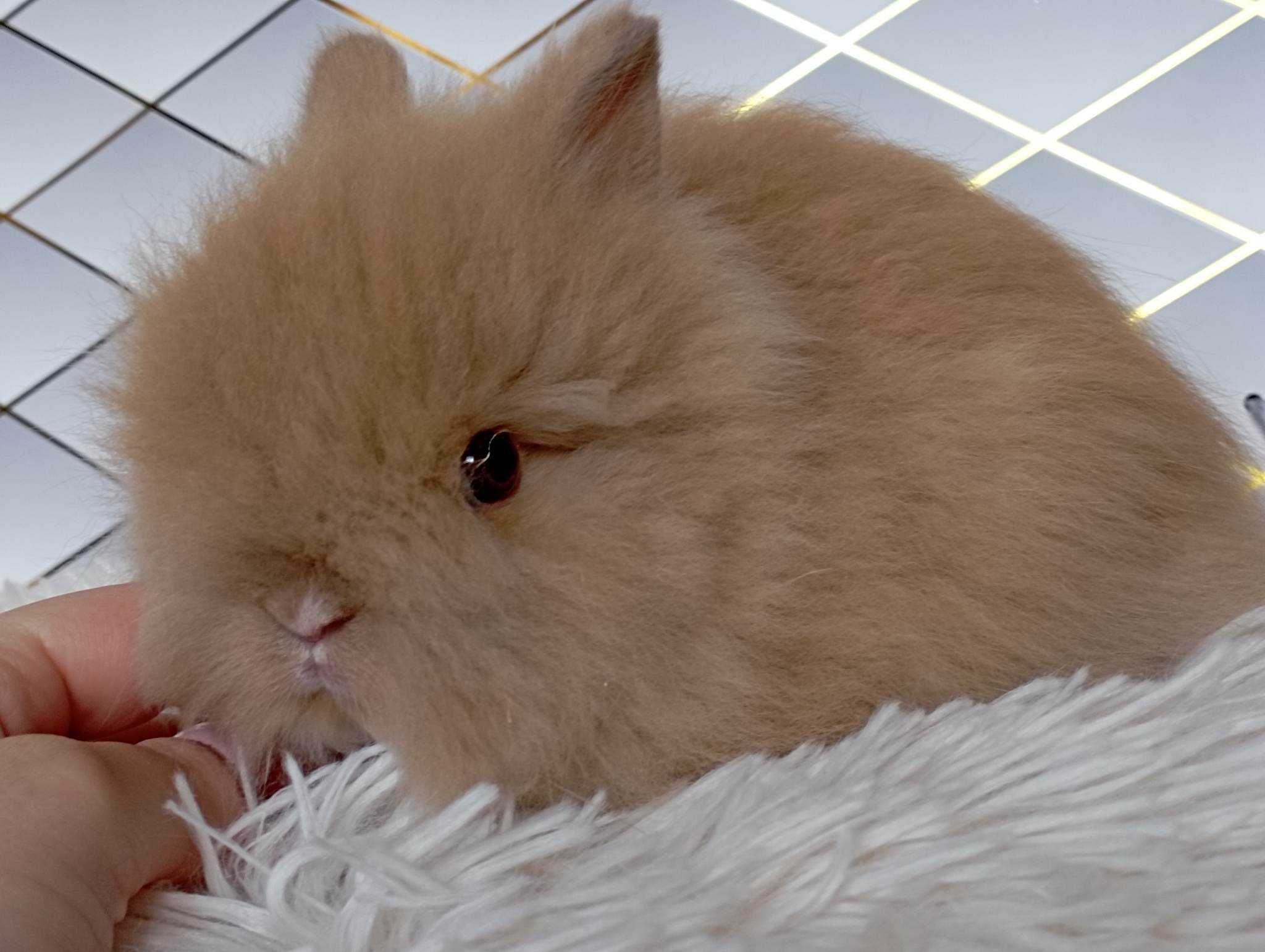 Mini lop karzełek Teddy hodowla zarejestrowana