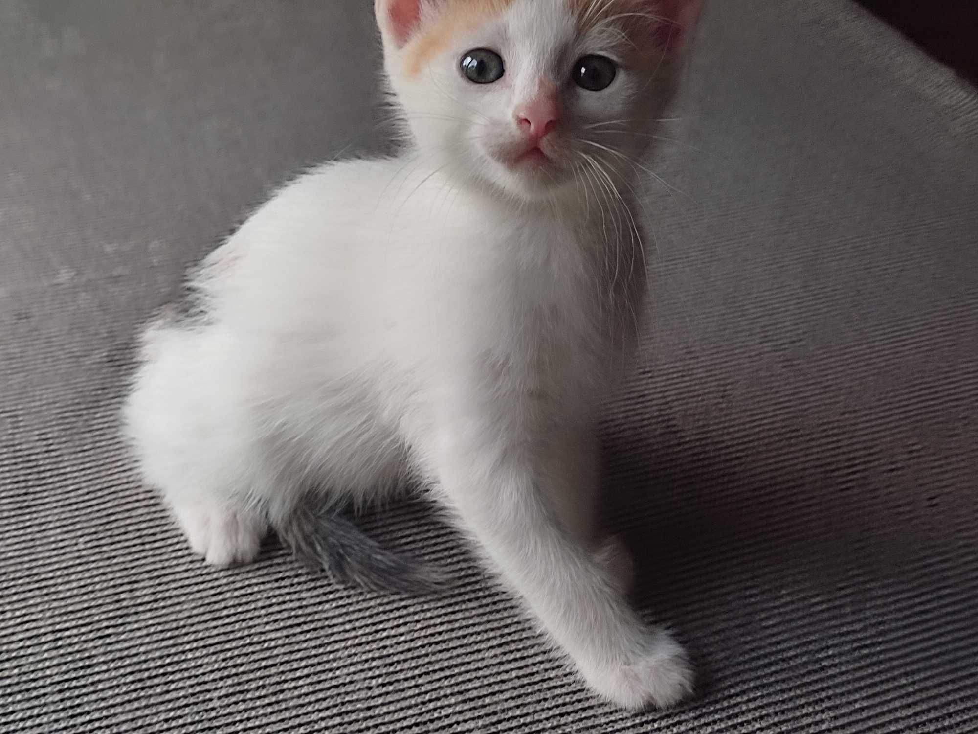 Кошеня  безкоштовно