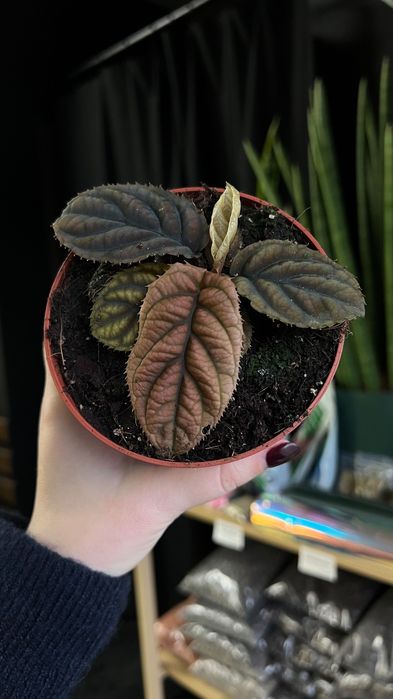 labisia vietnam лабізія вєтнам